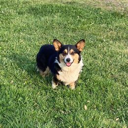 Cactus - Pembroke Welsh Corgi