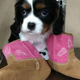 Cavalier King Charles Spaniel Puppies from Jina Ezell