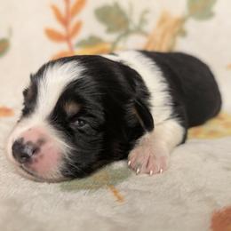 Stevie - Black tri female Toy Australian Shepherd puppy in Shepherd, Texas from GAMALA Farm & Kennels