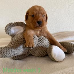 Pick 2,3,4,5,6,7,8,or 9 - Dark golden male Golden Retriever puppy in Huntington Beach, California from Beach Cities Golden Retrievers