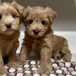 Miniature Schnauzer Puppies from Laurel Crown Schnauzers
