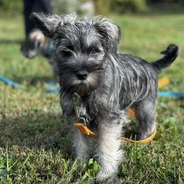Lola - Salt and pepper female Miniature Schnauzer puppy in College Park, Maryland from Canteranos pups