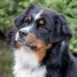 Australian Shepherds from Wildwood Australian Shepherds