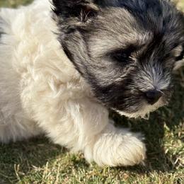 Havanese and Havapoo Puppies from Happytailspuppies