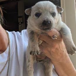 Girl 3 - Blue mottled female Australian Cattle Dog puppy in Choctaw, Oklahoma from Karen Elliott
