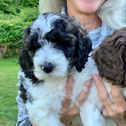 Goldendoodle Puppies from Amazing Grace Doodles