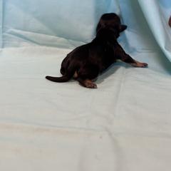 Cavachon Puppies from Cute, Colorado Cavachons