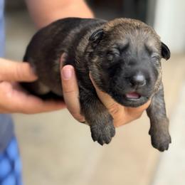 Snickers - Sable female German Shepherd puppy in Barnhart, Missouri from Combat Creek German Shepherds