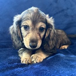 Duncan - Cream male Dachshund puppy in Memphis, Tennessee from River City Doxies