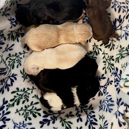 Girl 3 - White female Shih Tzu puppy in Hemet, California from Aloha Shih Tzu