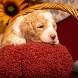 Poodle Puppies from Bella's Beauties Moyen Poodles