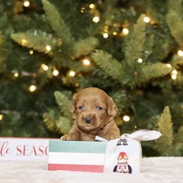 Pink - Caramel red female Australian Labradoodle puppy in Calhoun, Louisiana from Arrowhead Australian Labradoodles