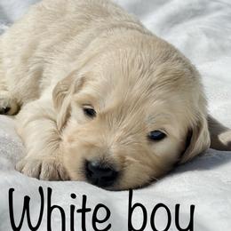 Golden Retriever Puppies from All shades Golden