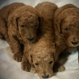 Poodle Puppies from Prissy Pants Poodles LLC
