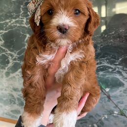 Aussiedoodle, Cockapoo, Miniature Australian Shepherd, and Poodle Puppies from Benson’s Red River Aussies