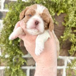GLORY - Chocolate female Cavalier King Charles Spaniel puppy in Jackson, Ohio from The Cavaliers at EAP Acres