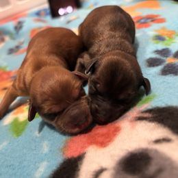 Cocoa - Chocolate female Morkie puppy in Sandown, New Hampshire from Pawsitive Paws🐾