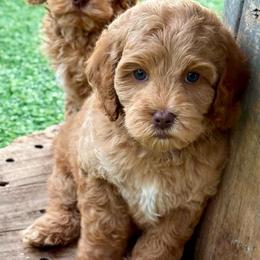 Lime green collar - Caramel male Australian Labradoodle puppy in Anderson, California from Shaggy Doodles