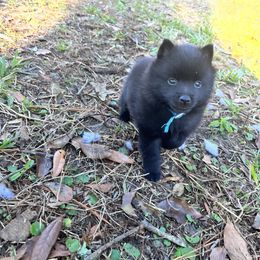 Schipperke Puppies from Expedition Schipperkes
