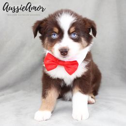 Red Tri Male - 2 Blue Eyes AKC - Red tri male Miniature Australian Shepherd puppy in Pinehurst, Texas from Aussie Amor