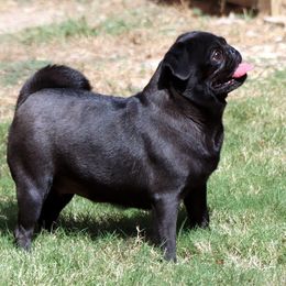 Umbreon - Pug