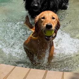 Evie - Golden female Golden Retriever puppy in Escondido, California from Sandy Acres Golden Retrievers