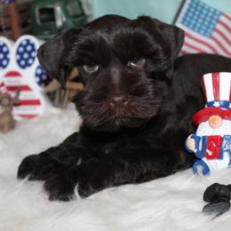 Justice - Liver male Miniature Schnauzer puppy in Gary, Texas from Beards Little Schnauzers