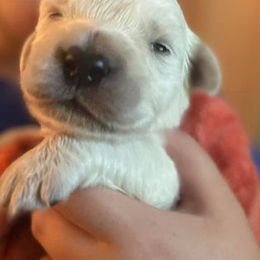 Golden Retriever Puppies from Golden Dust Retrievers