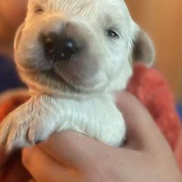 Golden Retriever Puppies from Golden Dust Retrievers