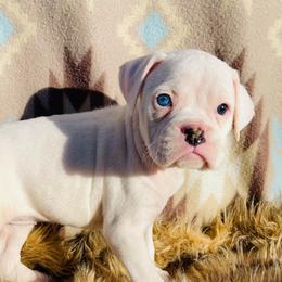 CORAL - White female Boxer puppy in Purdy, Missouri from Shotgun Pups