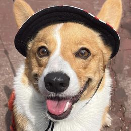 Pembroke Welsh Corgis from Eos Kennels