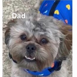 Chunky - Shihpoo