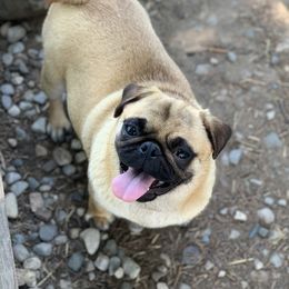 Macy - Pug