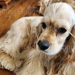 Willow - Cocker Spaniel