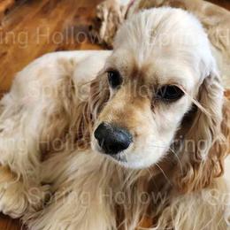 Willow - Cocker Spaniel