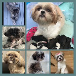 Shih Tzu Puppies from LaDawn’s Little Lions