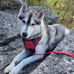 Siberian Huskies from Joel's Husky Kennels
