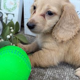 Remi - Cream male Dachshund puppy in Keota, Oklahoma from Skyview Doxie Ranch