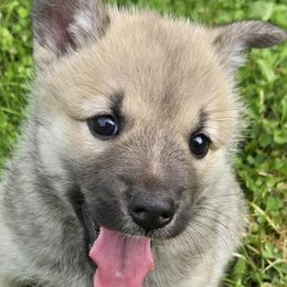 Boy 1 - male Norwegian Buhund puppy in Milford, Michigan from Zodiac Ranch