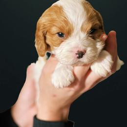 McKenzie - Blenheim female Cavapoo puppy in Lexington, Kentucky from Callaway's Cavaliers