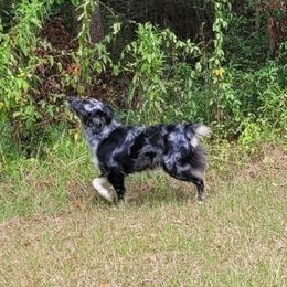 Lilly - Australian Shepherd