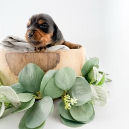 Cheyenne AKC - Black and tan female Dachshund puppy in Erick, Oklahoma from 4-L Backyard Dach