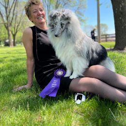 Livy - Shetland Sheepdog