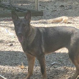 CeCe - German Shepherd