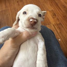 Uno  VERY UNIQUE - Gray (blue) and cream male Dachshund puppy in Fort Worth, Texas from Louis' Litters