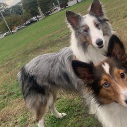 Shetland Sheepdogs from K&A Shetlands Sheepdog's