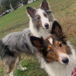 Shetland Sheepdogs from K&A Shetlands Sheepdog's