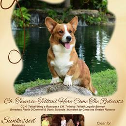 PADDINGTON - Cardigan Welsh Corgi