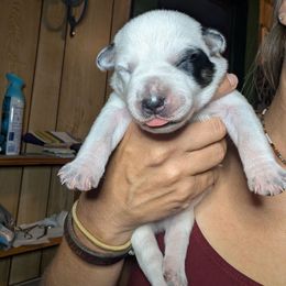 Orange Collar - Blue mottled female Australian Cattle Dog puppy in Bucyrus, Missouri from Piney River Cattle Dogs