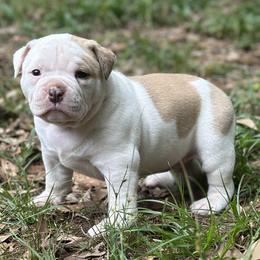 Peep - White female American Bulldog puppy in Pace, Florida from Genesis American Bulldogs